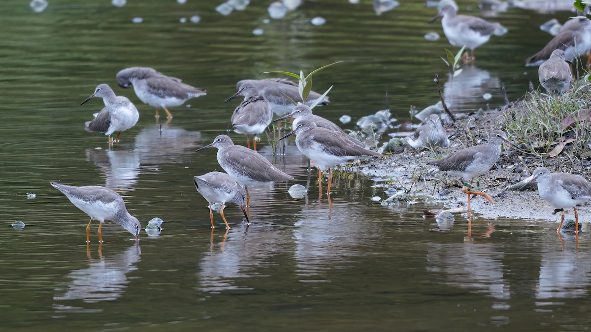 Common Redshank - ML644581802