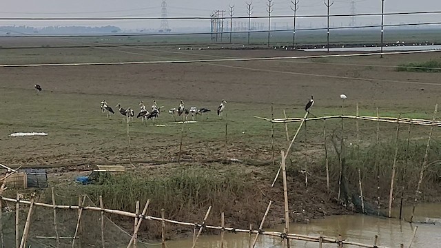 Greater Adjutant - ML644581812