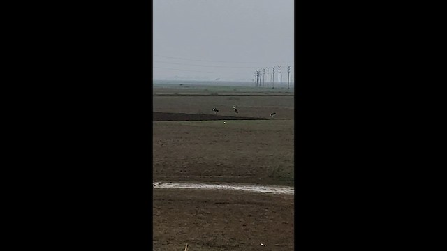 Greater Adjutant - ML644581813