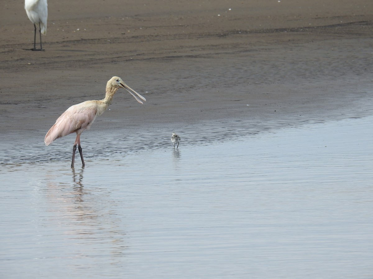 Mokozabal arrosa - ML644581817