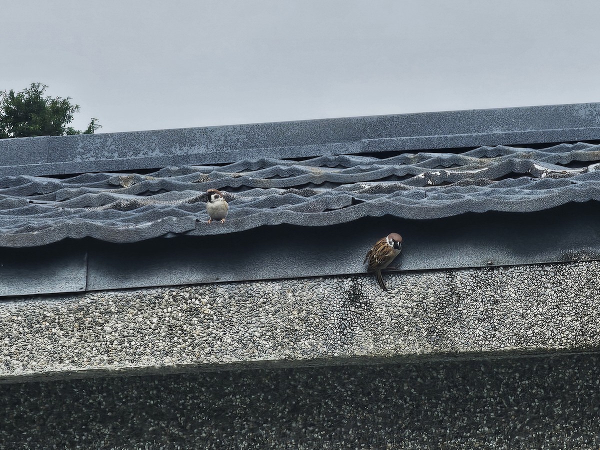 Ağaç Serçesi - ML644581818