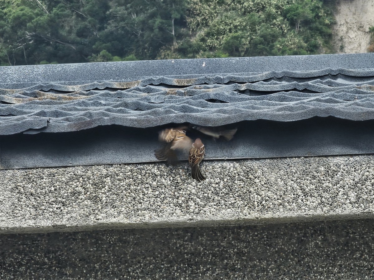 Ağaç Serçesi - ML644581819