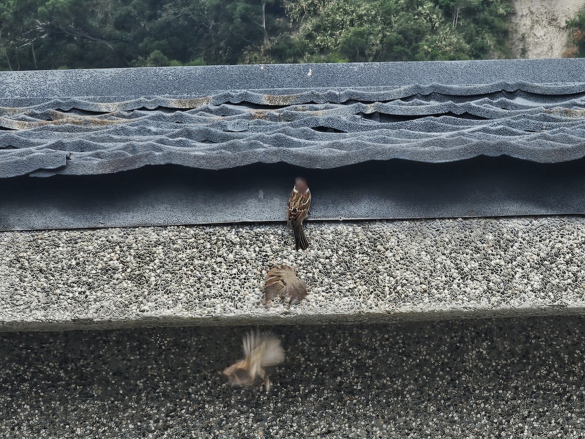 Ağaç Serçesi - ML644581820