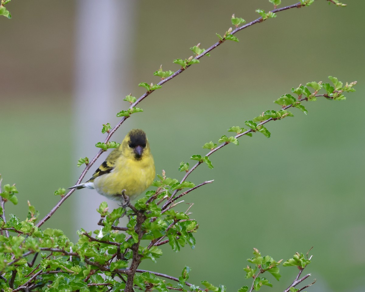 Black-chinned Siskin - ML644581824