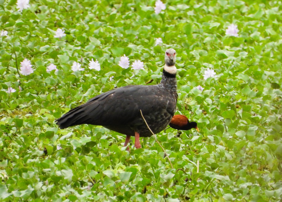 Southern Screamer - ML644581825