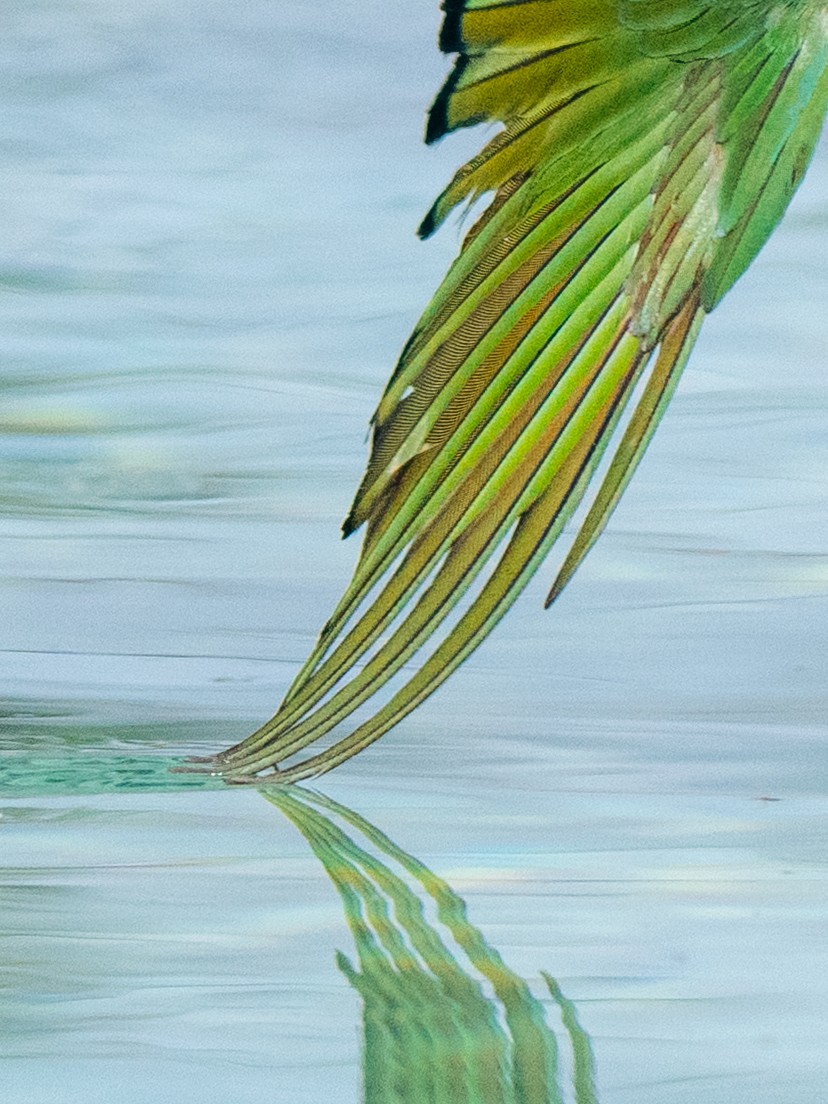 White-fronted Bee-eater - ML644581832
