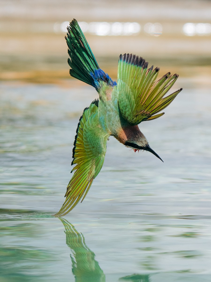 White-fronted Bee-eater - ML644581833