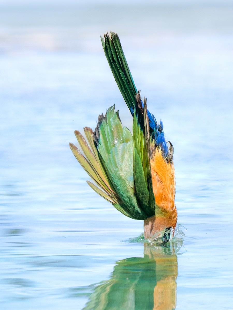 White-fronted Bee-eater - ML644581834