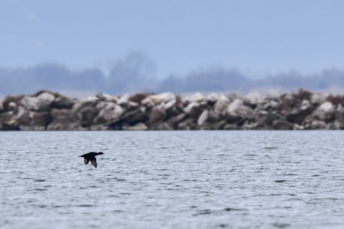 Ahatebeltz eurasiarra - ML644581837