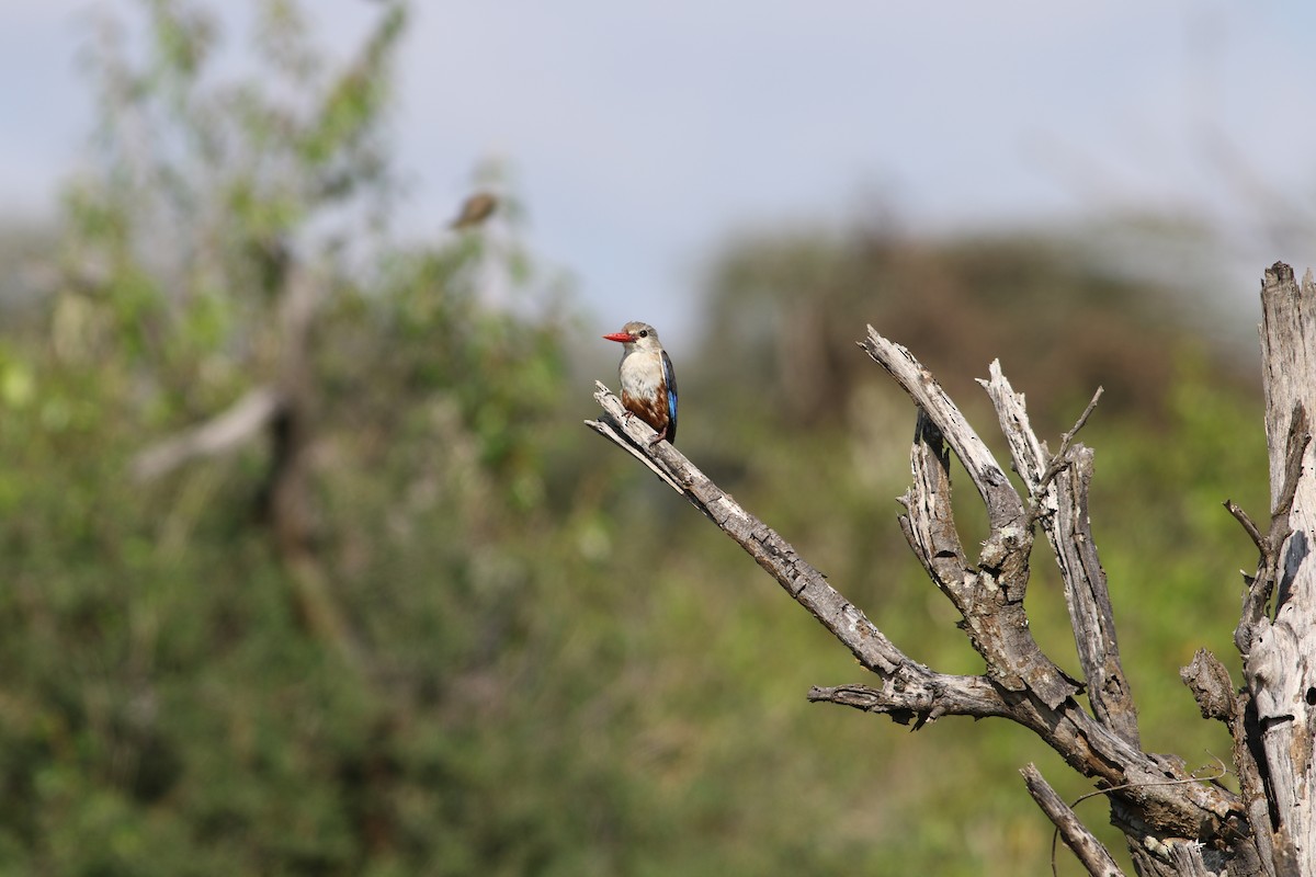 Martin-chasseur à tête grise - ML644581839