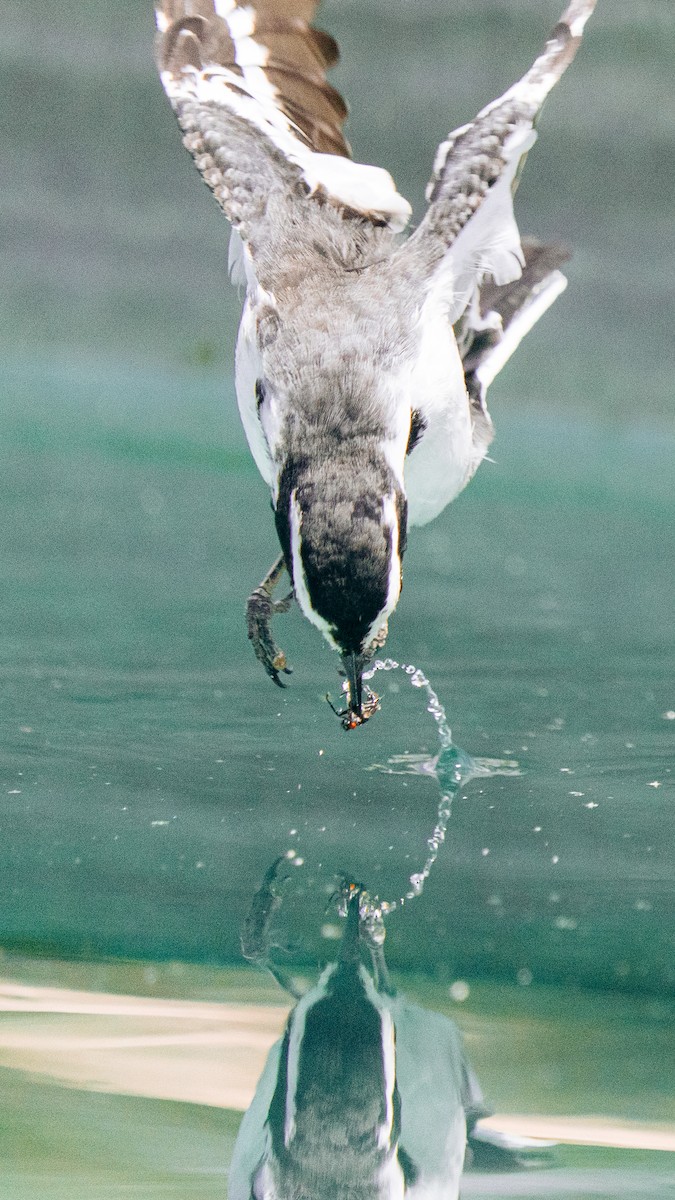 African Pied Wagtail - ML644581843