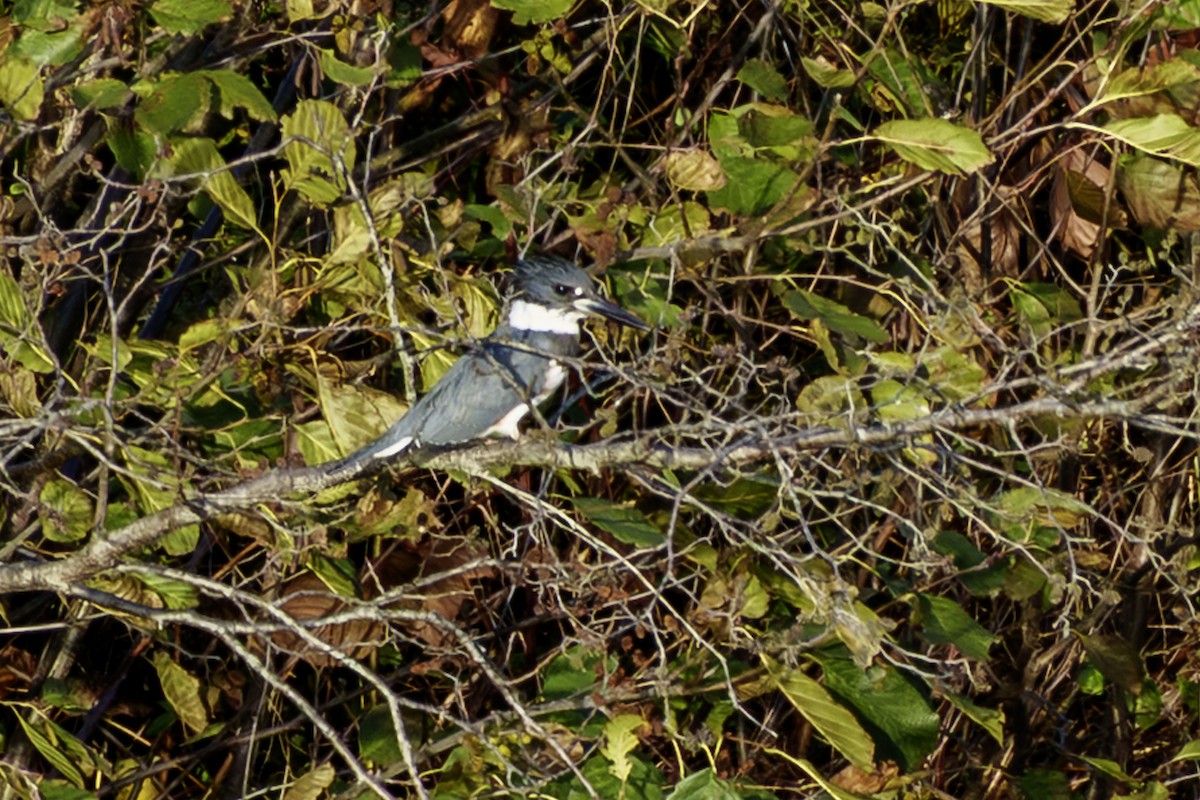 Belted Kingfisher - ML644581845