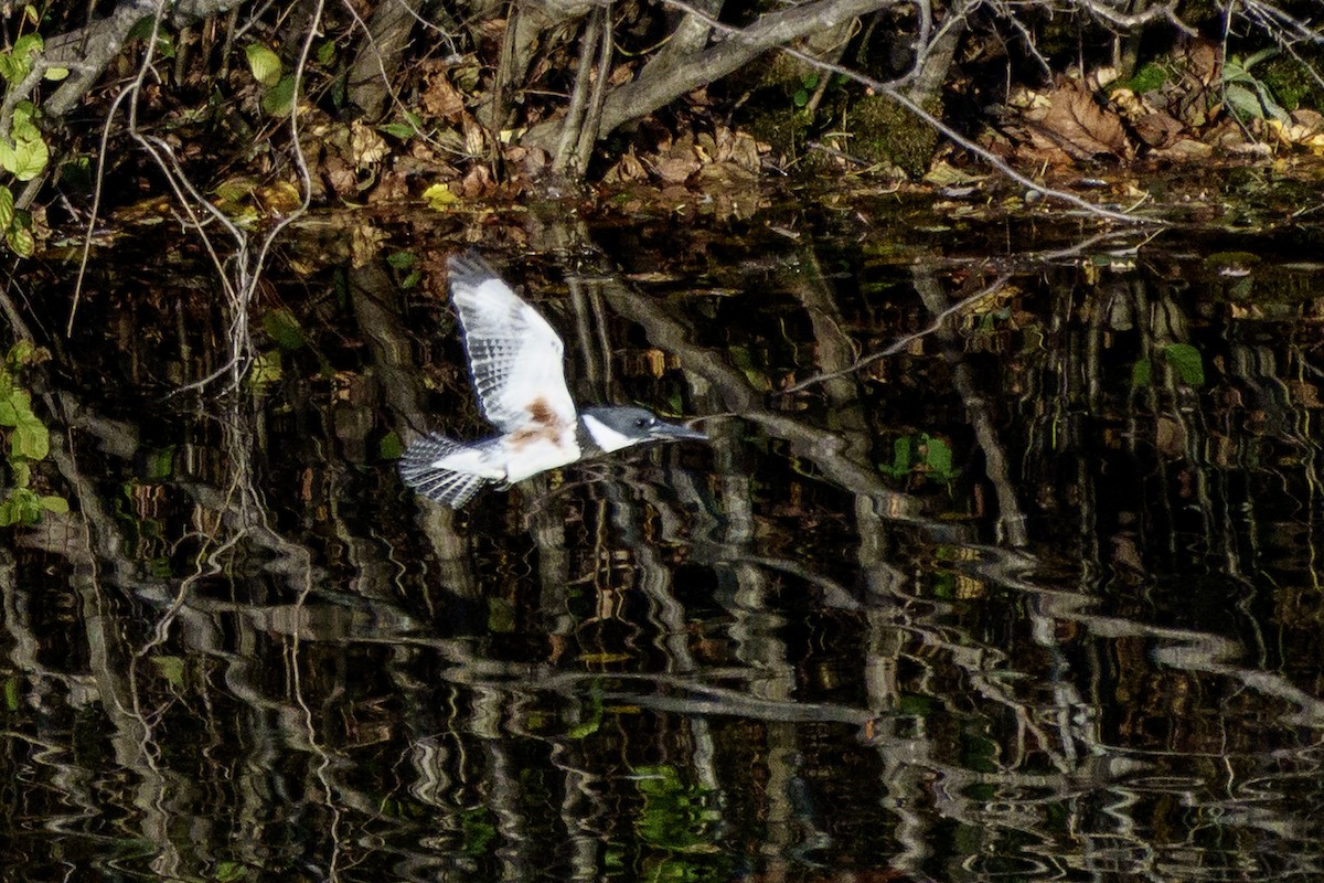 Belted Kingfisher - ML644581846