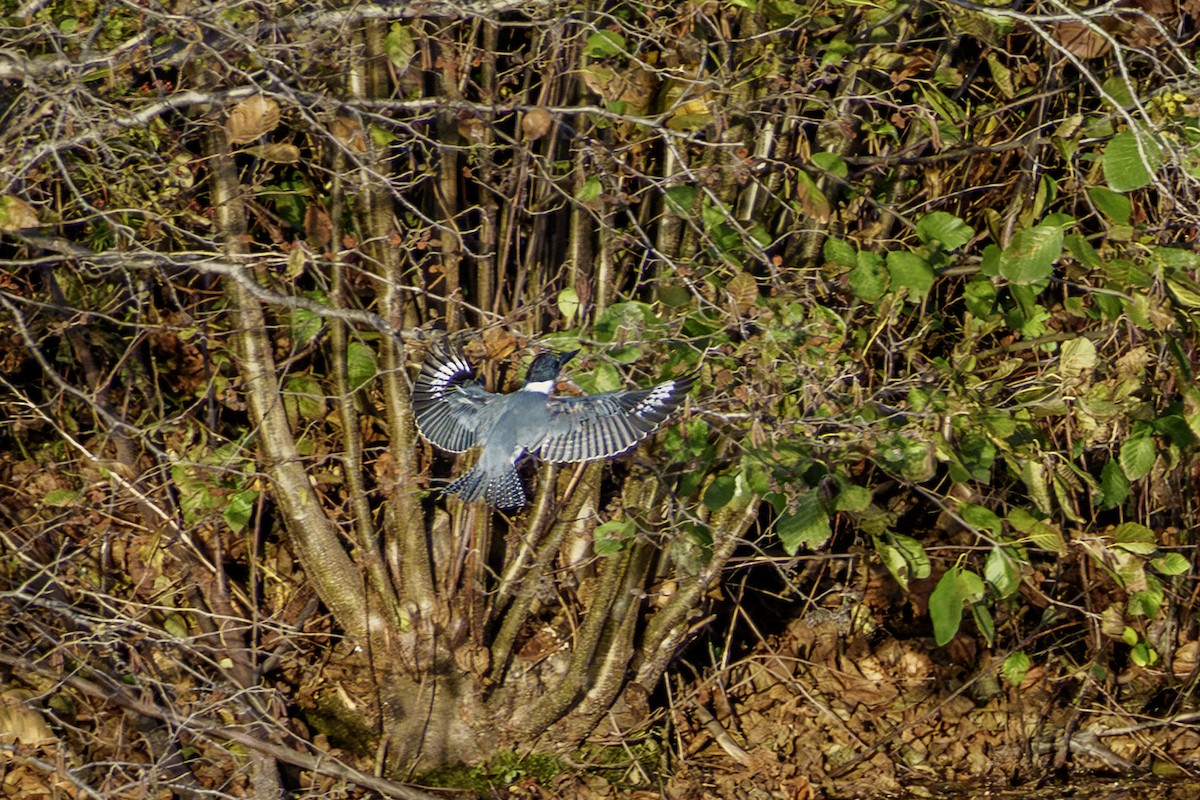 Belted Kingfisher - ML644581847
