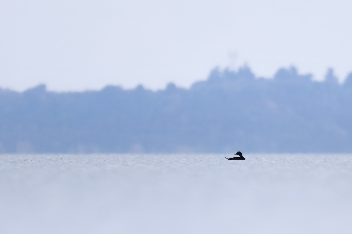 Ahatebeltz eurasiarra - ML644581848