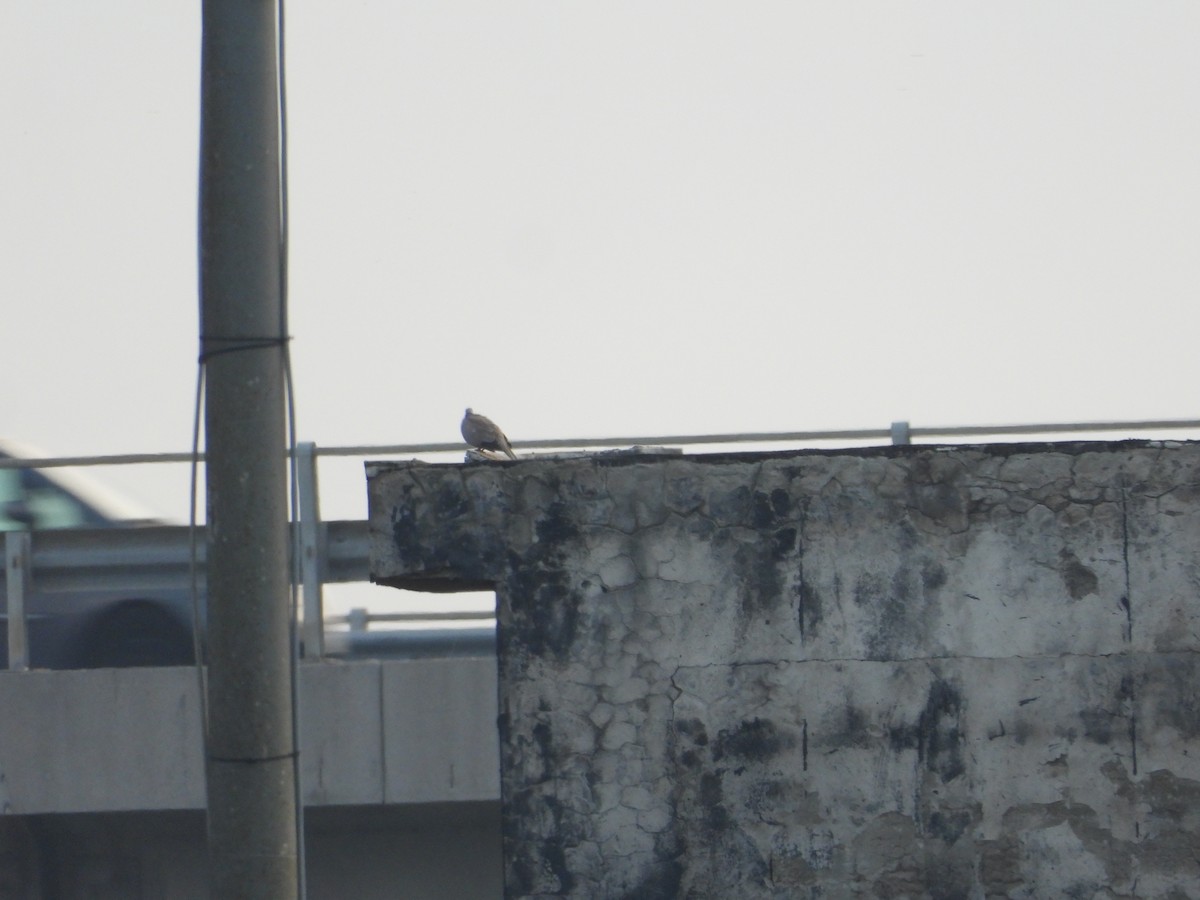 Tortora dal collare - ML644581856