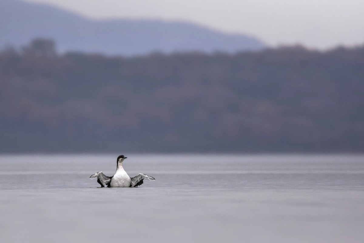 Prachttaucher - ML644581857