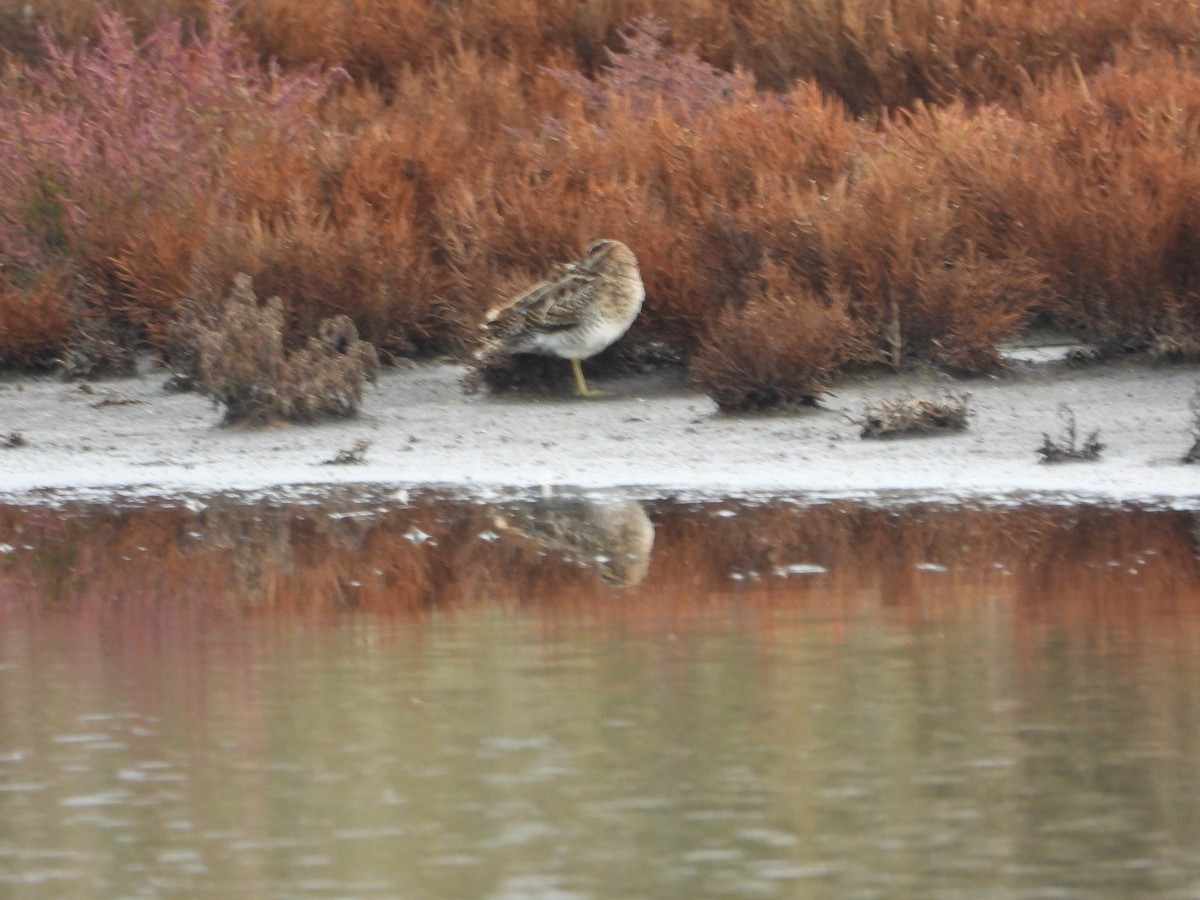 Agachadiza Común - ML644581863