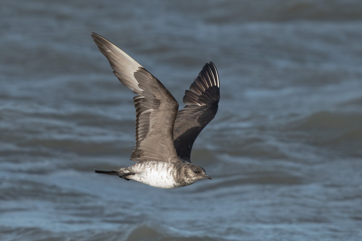 Годон хайлгана - ML644581868