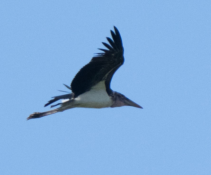 Marabou Stork - ML644581871