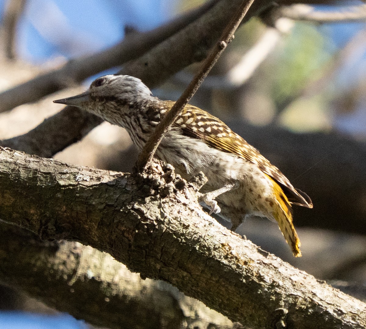 Pito Cardenal - ML644581875