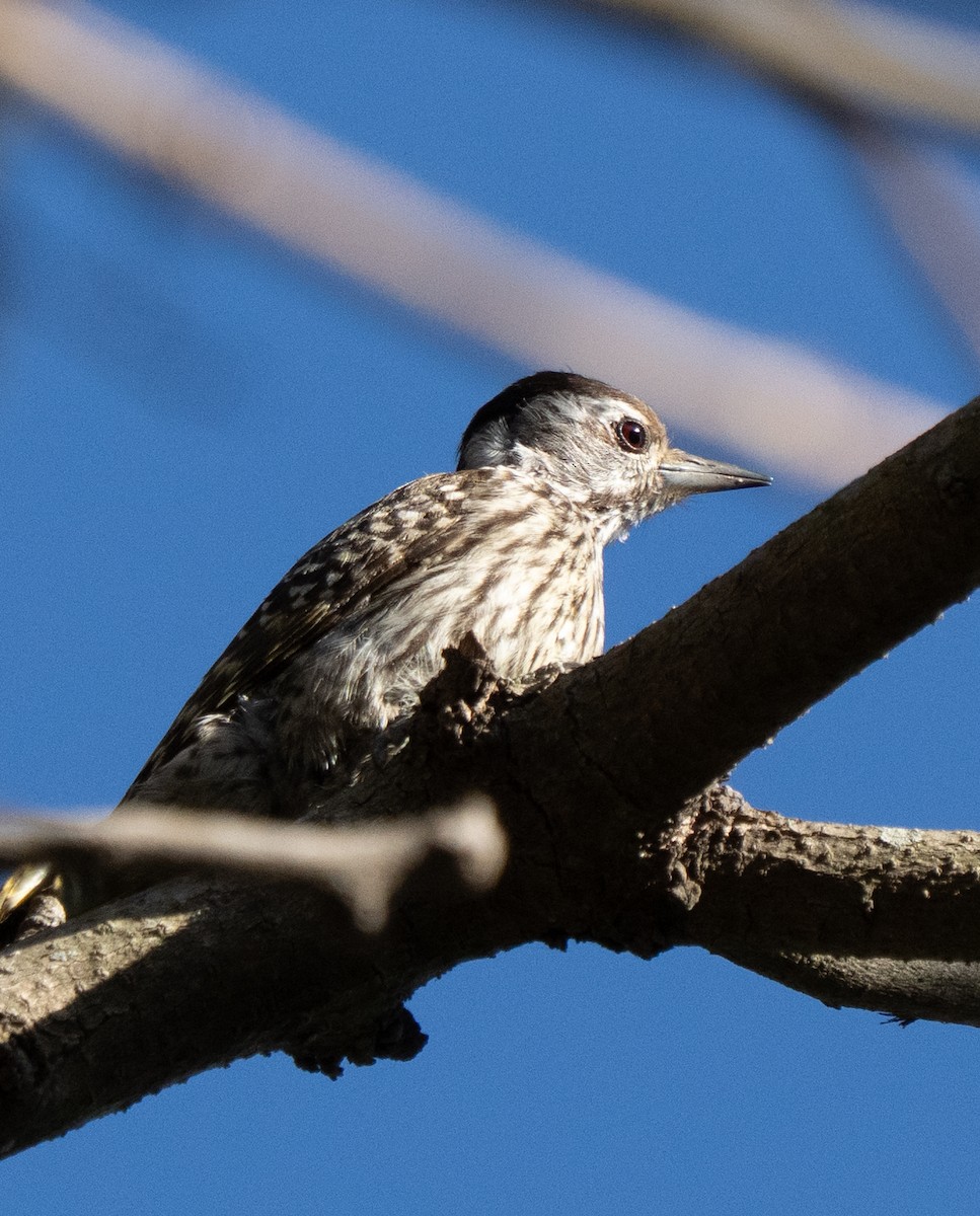 Pito Cardenal - ML644581876