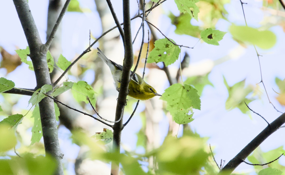 Pine Warbler - ML644581886