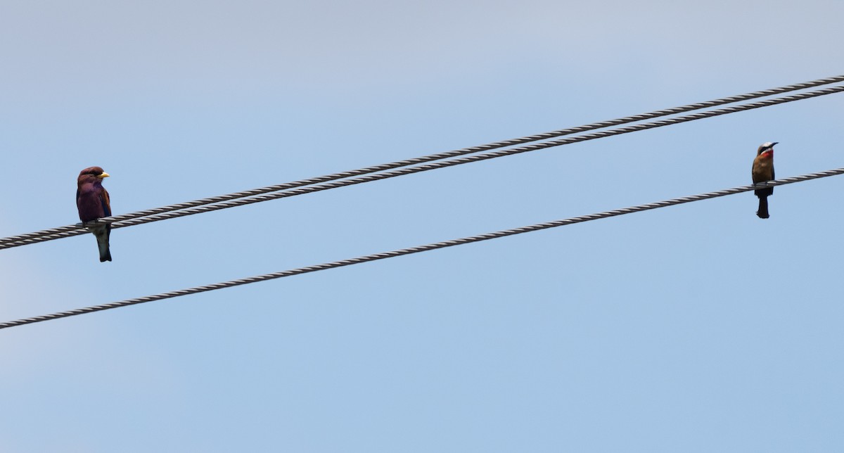 White-fronted Bee-eater - ML644581888