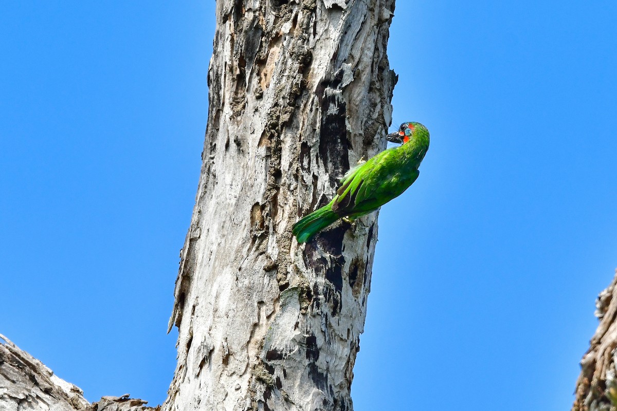 blåøreskjeggfugl - ML644581891