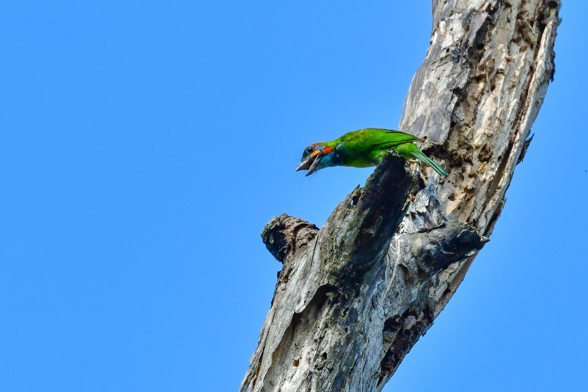 blåøreskjeggfugl - ML644581892