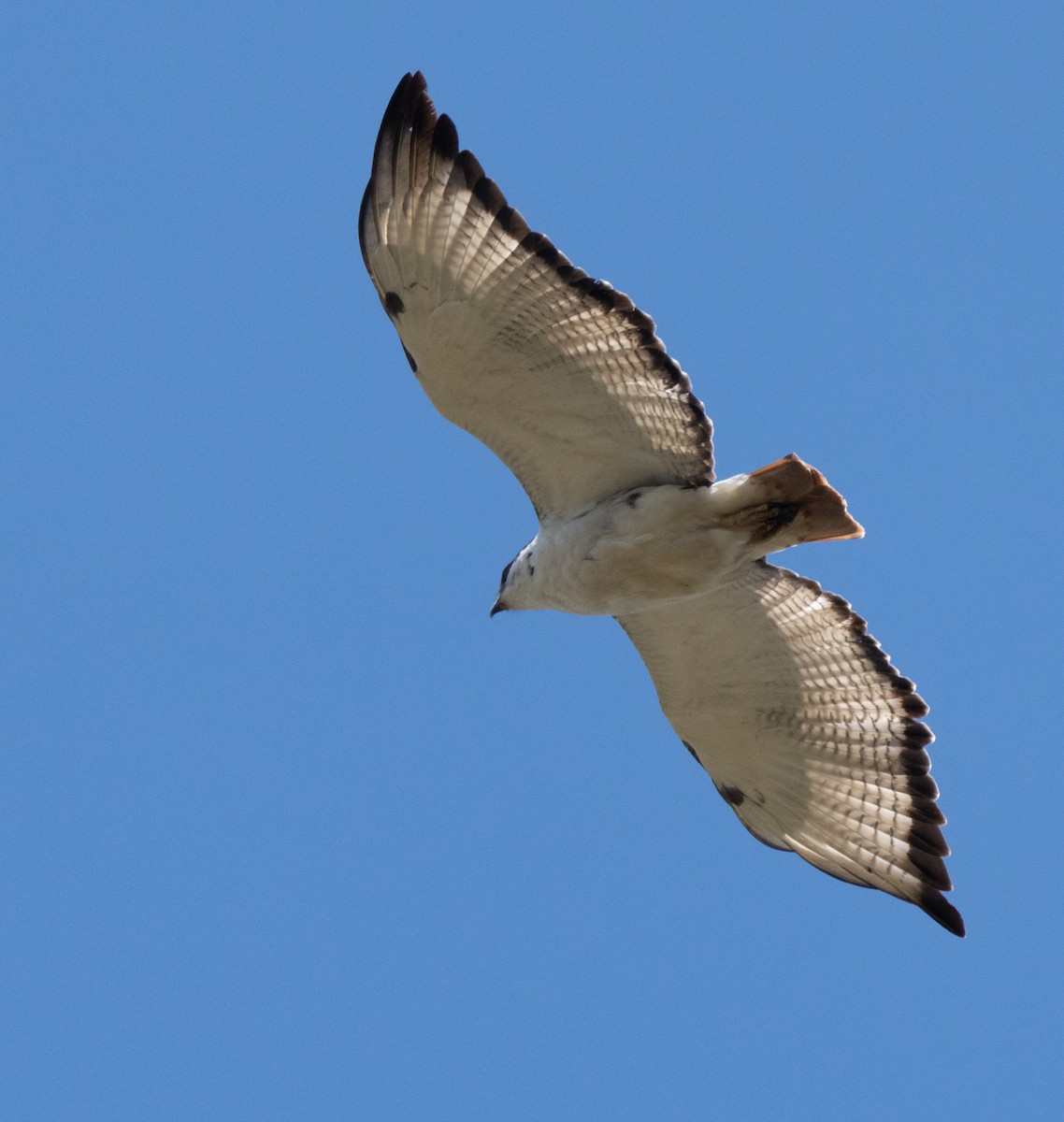 Augur Buzzard - ML644581898