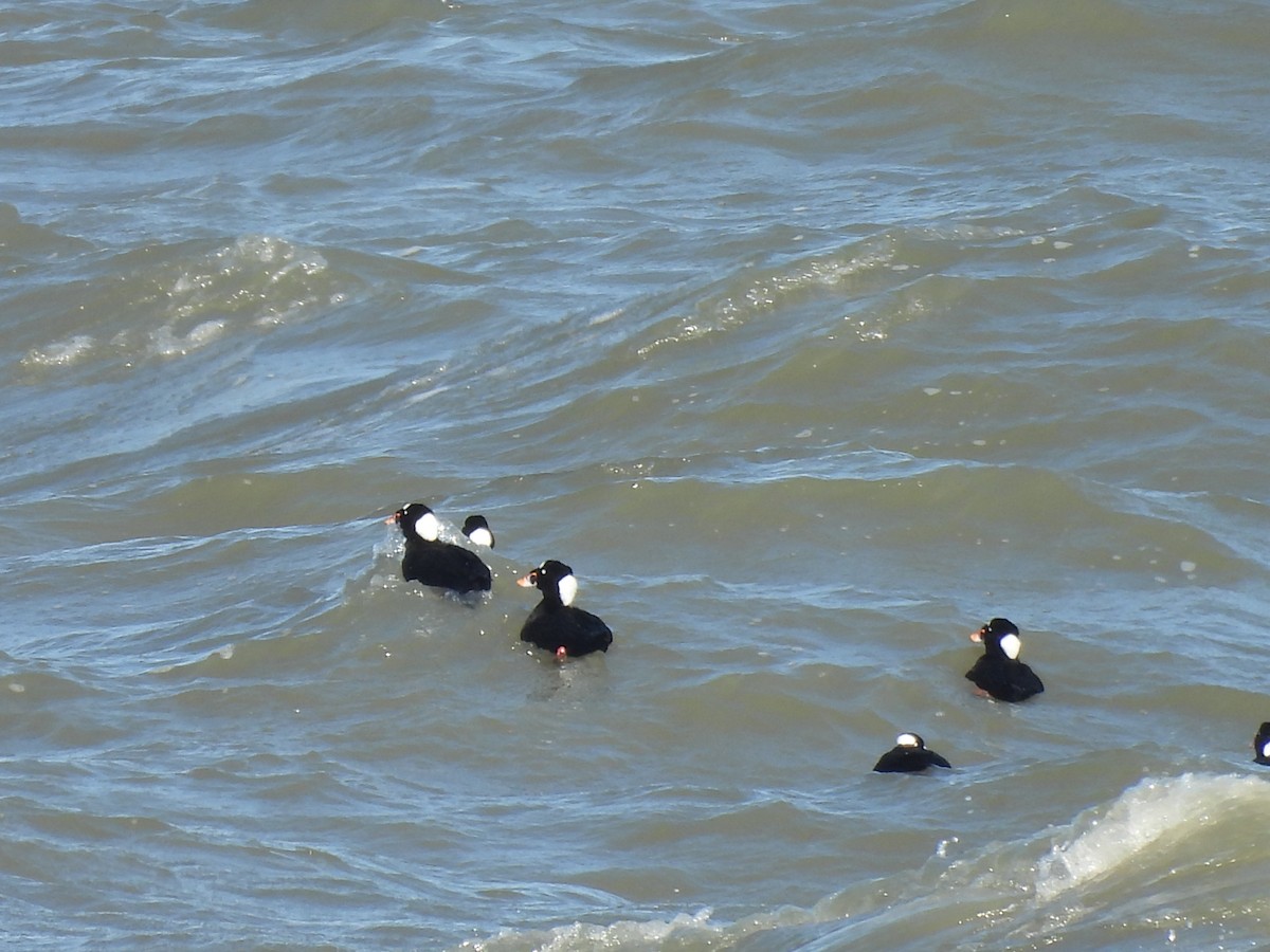 Surf Scoter - ML644581908