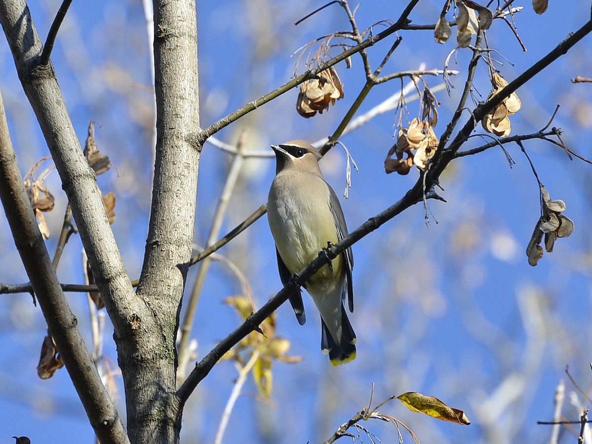 Cedar Waxwing - ML644581909