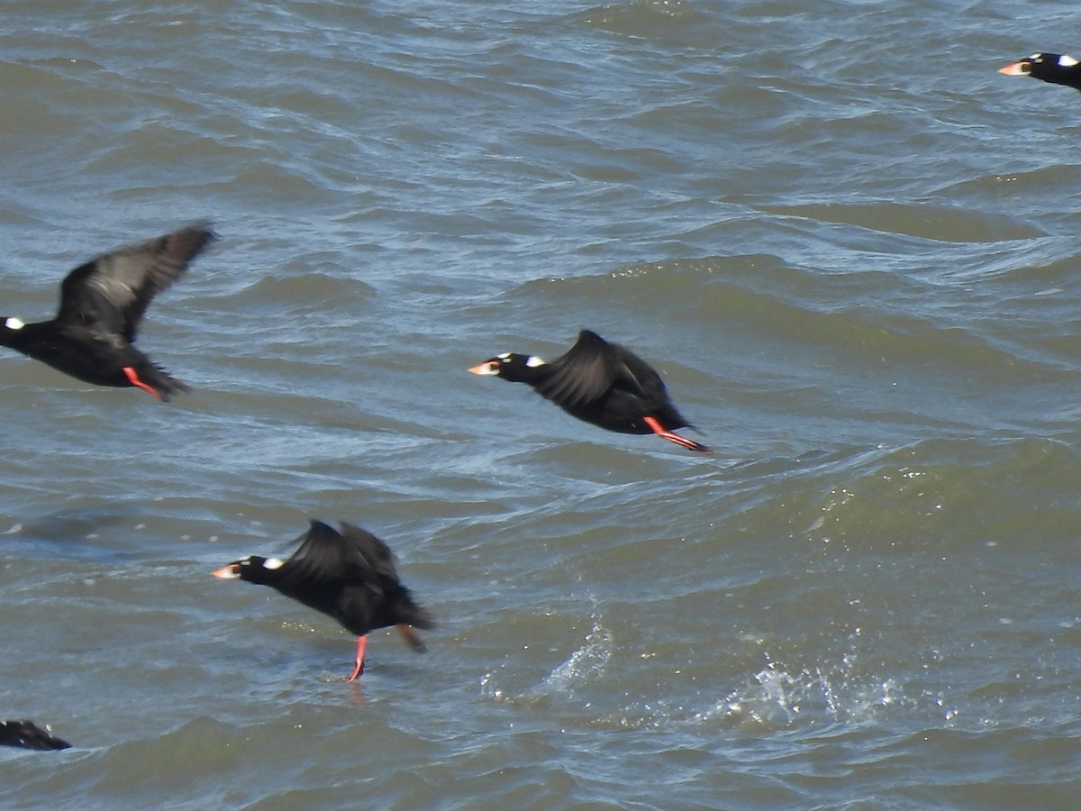 Surf Scoter - ML644581910