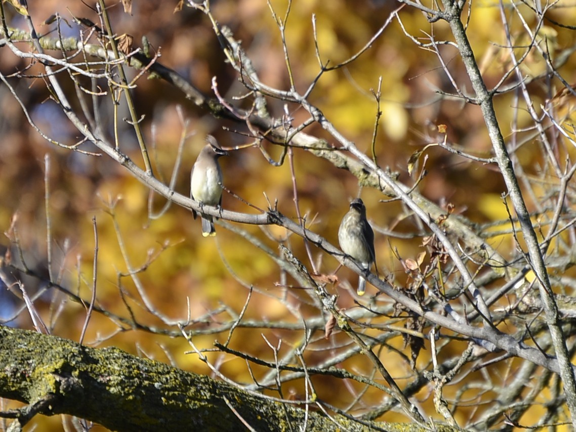Cedar Waxwing - ML644581912