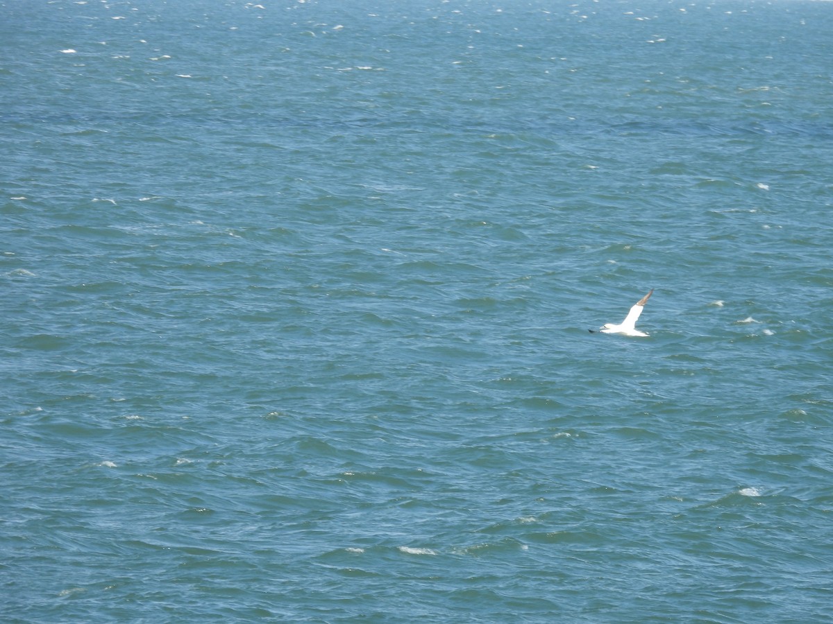 havsule - ML644581918