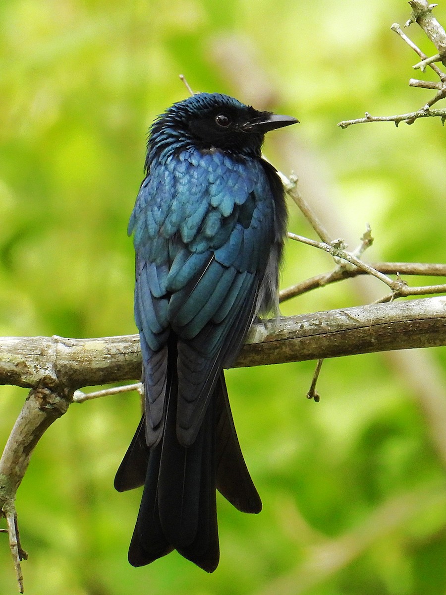 Bronzedrongo - ML644581922