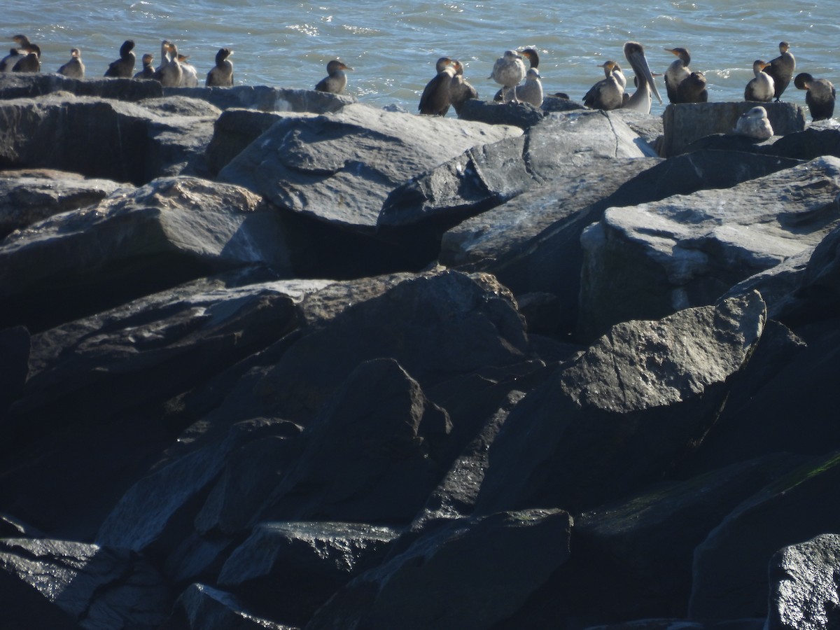 Brown Pelican - ML644581925