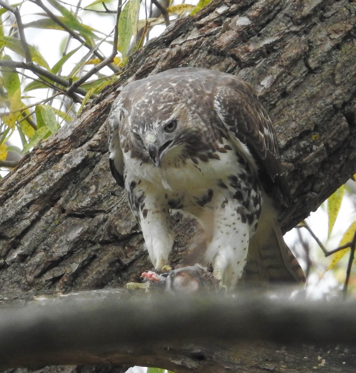 Busardo Colirrojo - ML644581926