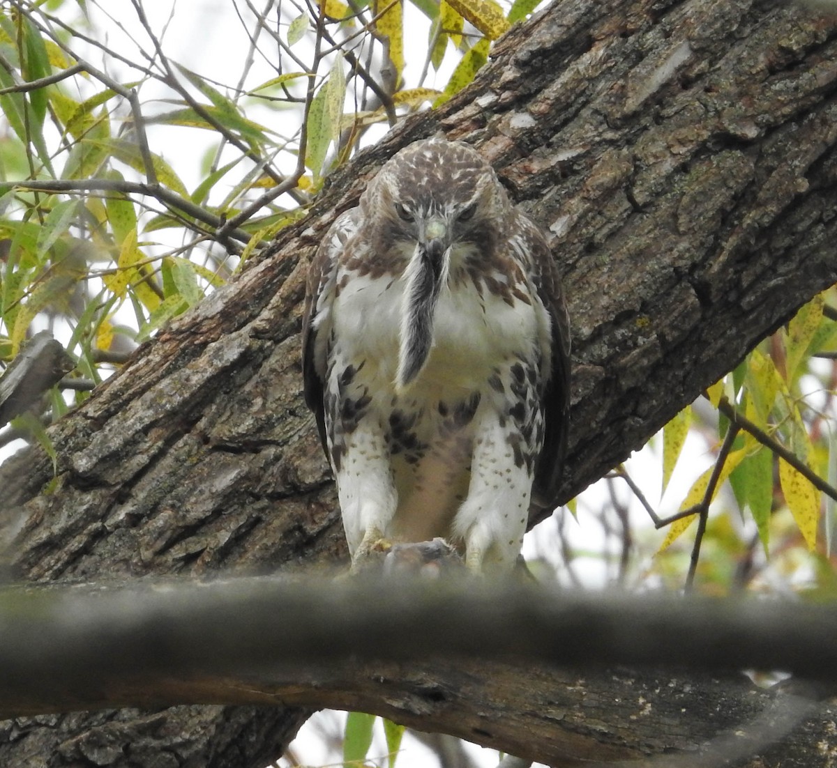 Busardo Colirrojo - ML644581930