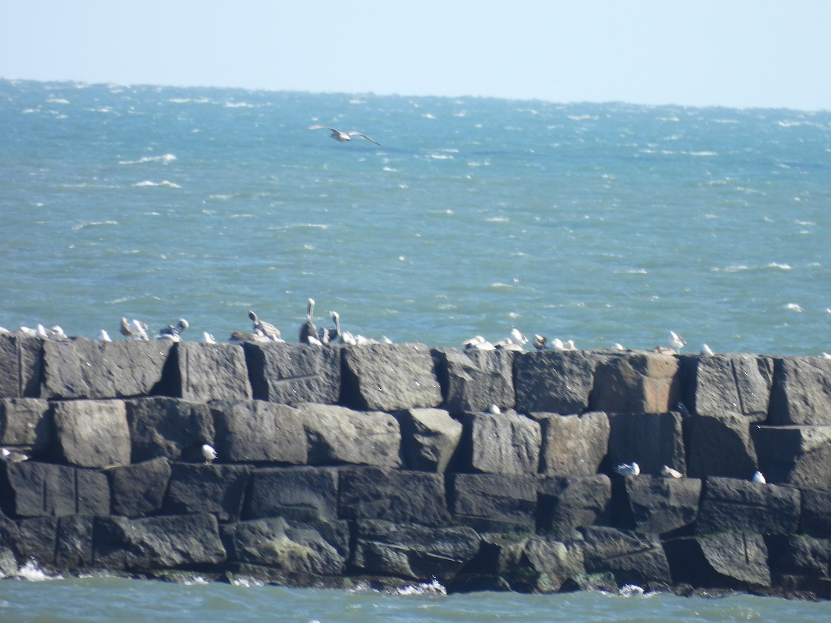 Brown Pelican - ML644581932