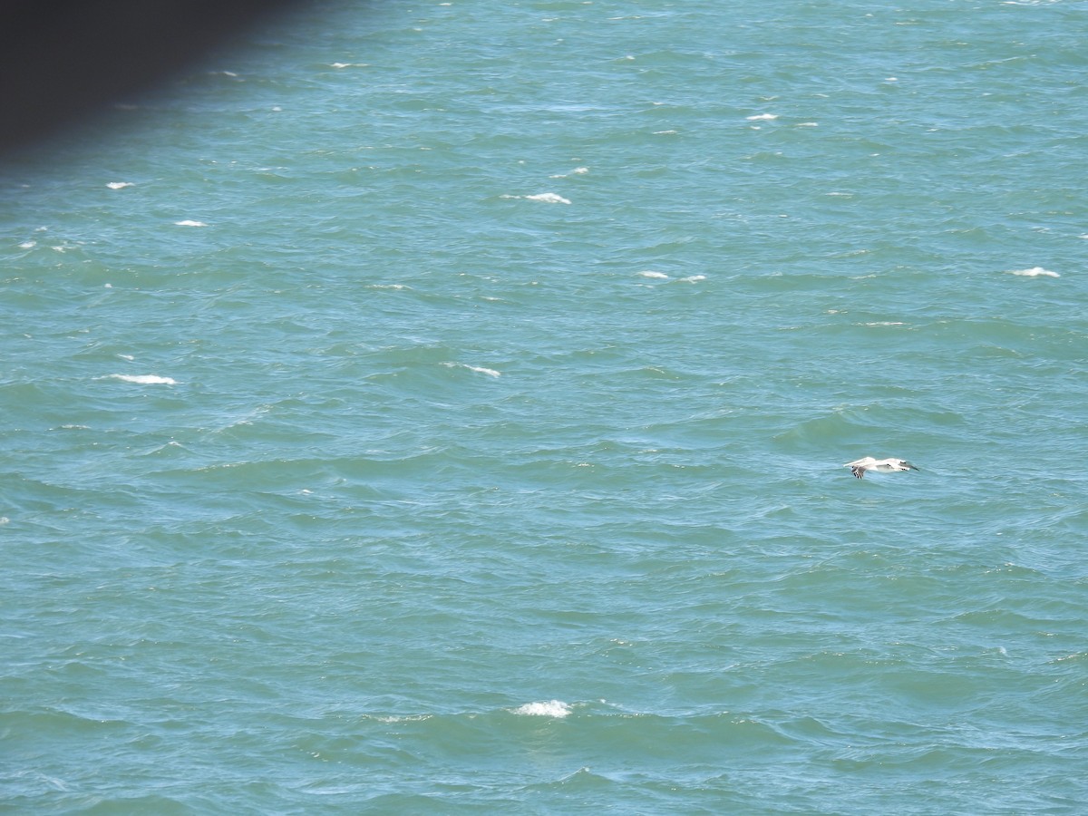 Brown Pelican - ML644581938