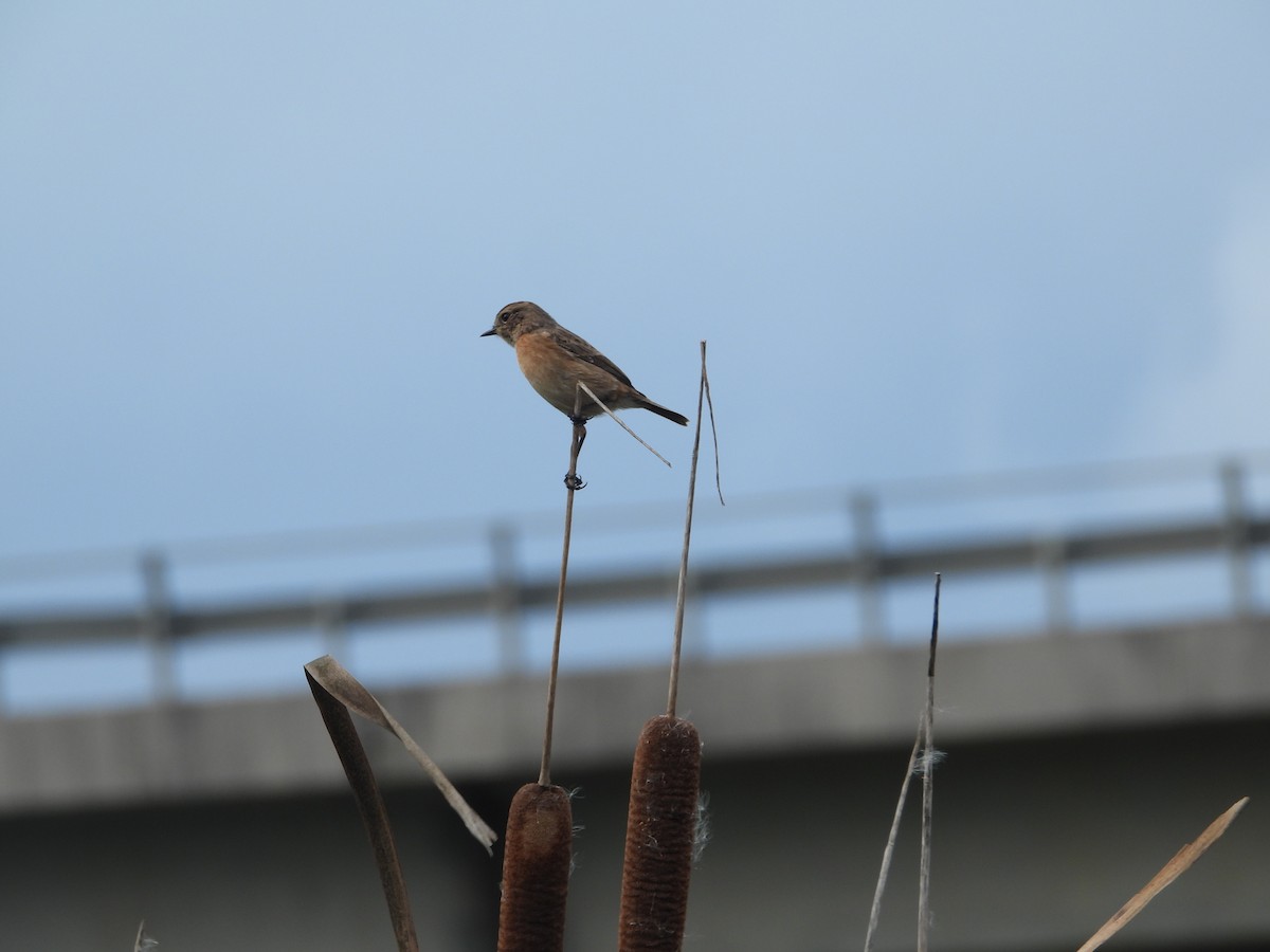 European Stonechat - ML644581944
