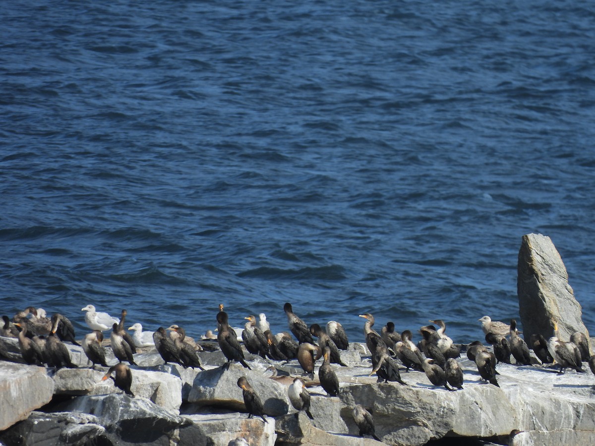 Double-crested Cormorant - ML644581945