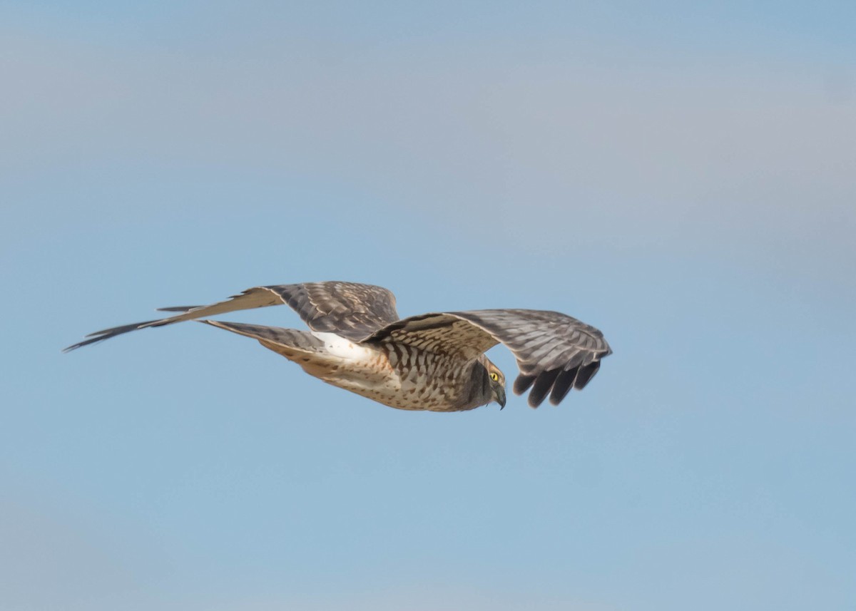 Northern Harrier - ML644581946