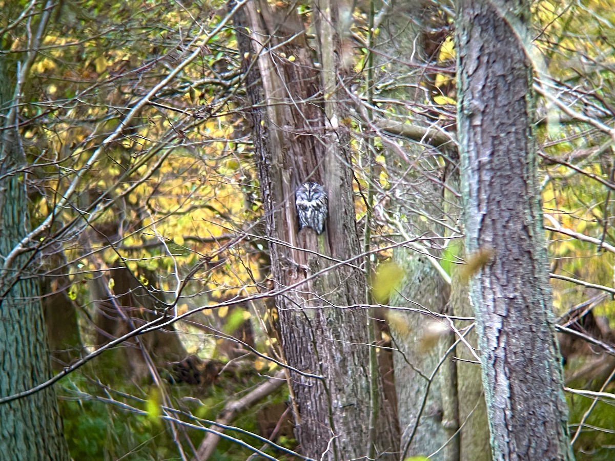 Chouette hulotte - ML644581952