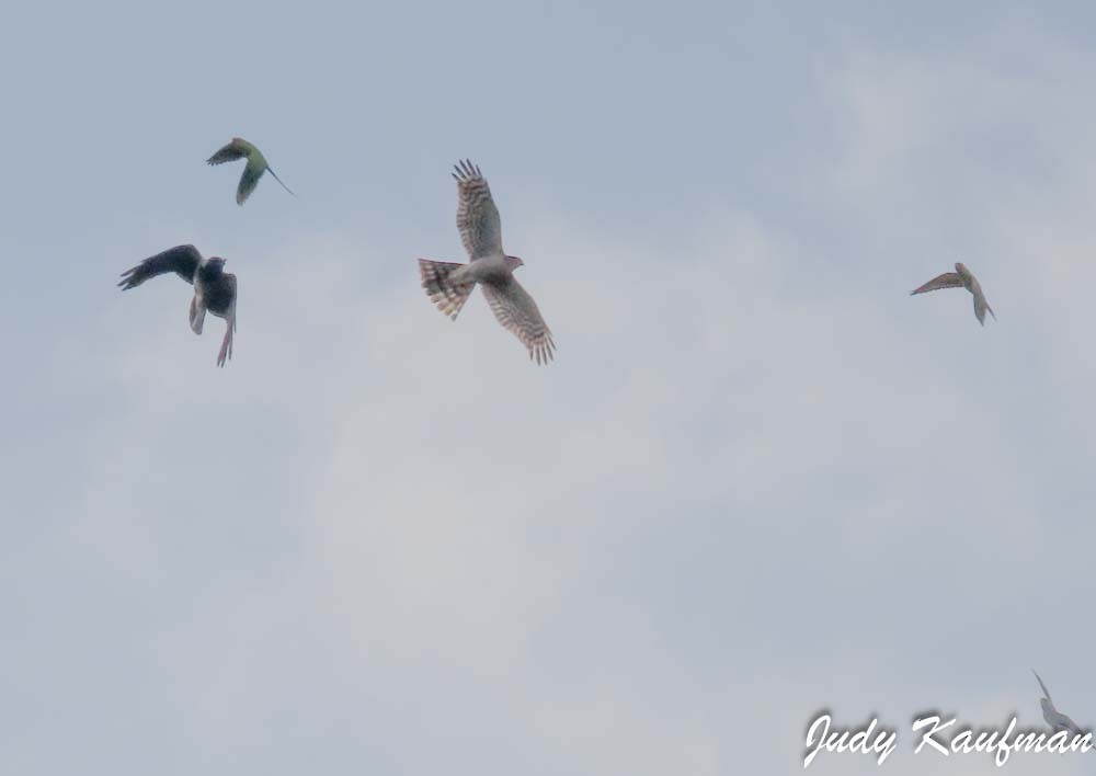 Eurasian Sparrowhawk - ML644581955