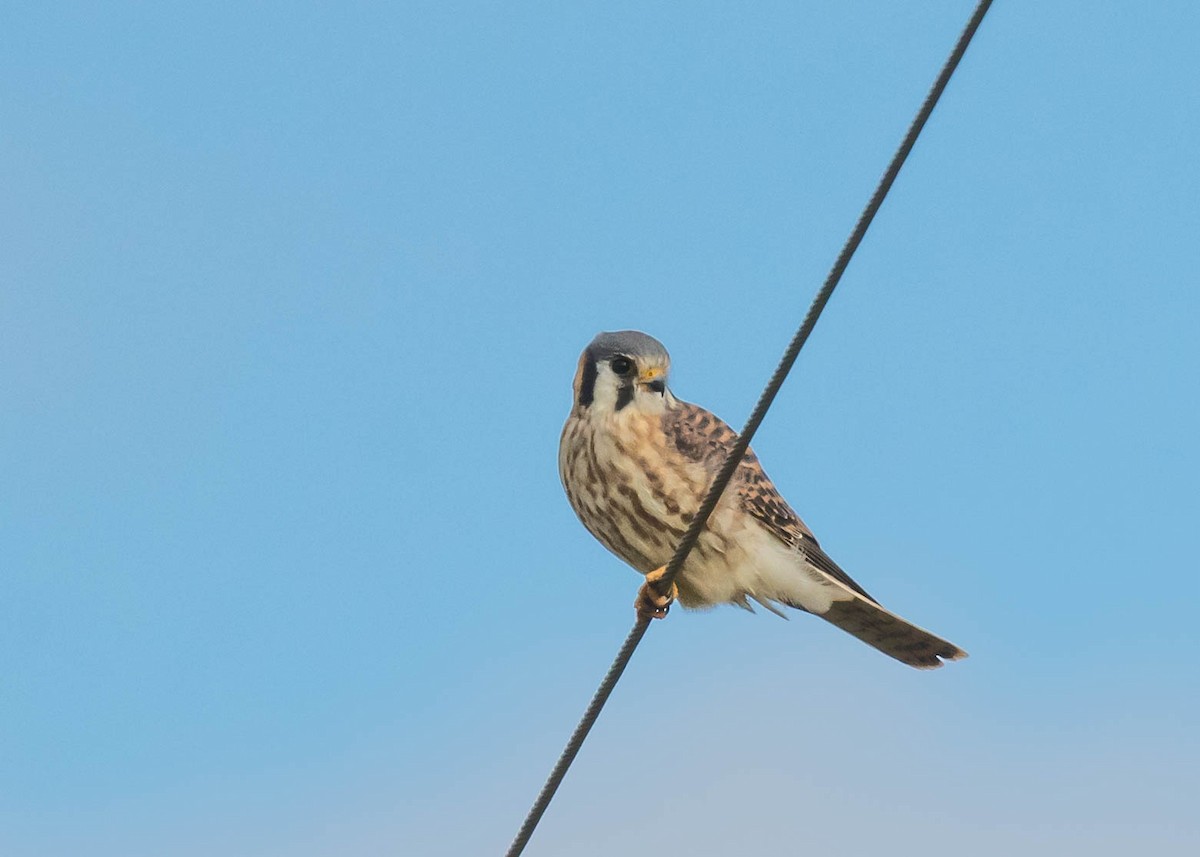 American Kestrel - ML644581960