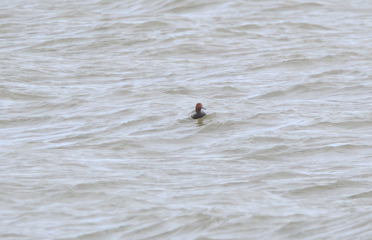 Porrón Americano - ML644581968