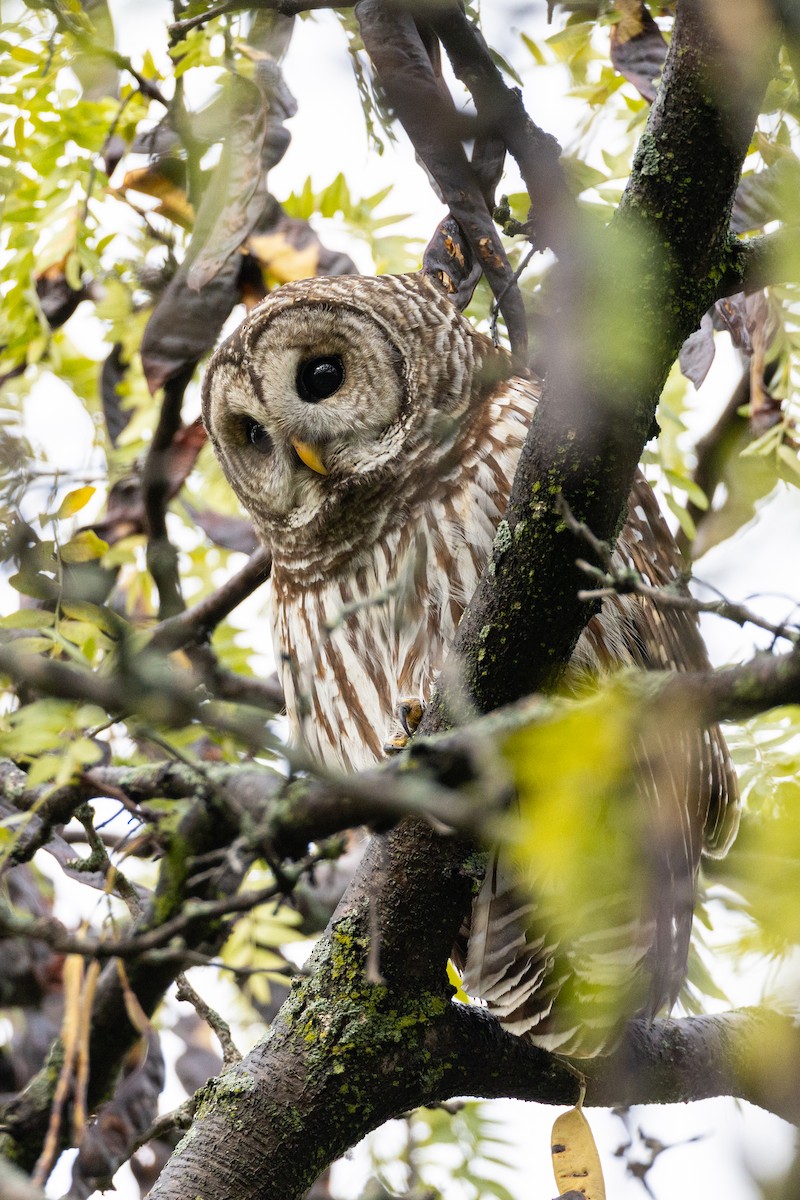 puštík proužkovaný - ML644581974